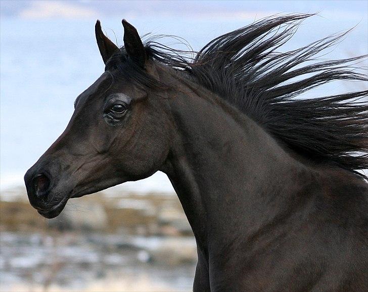 Arabisk fuldblod (OX) Carpe Diem - 2 år billede 7