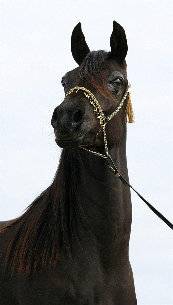 Arabisk fuldblod (OX) Carpe Diem billede 3