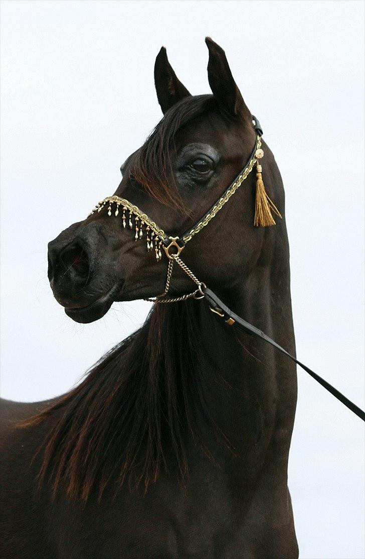 Arabisk fuldblod (OX) Carpe Diem billede 4