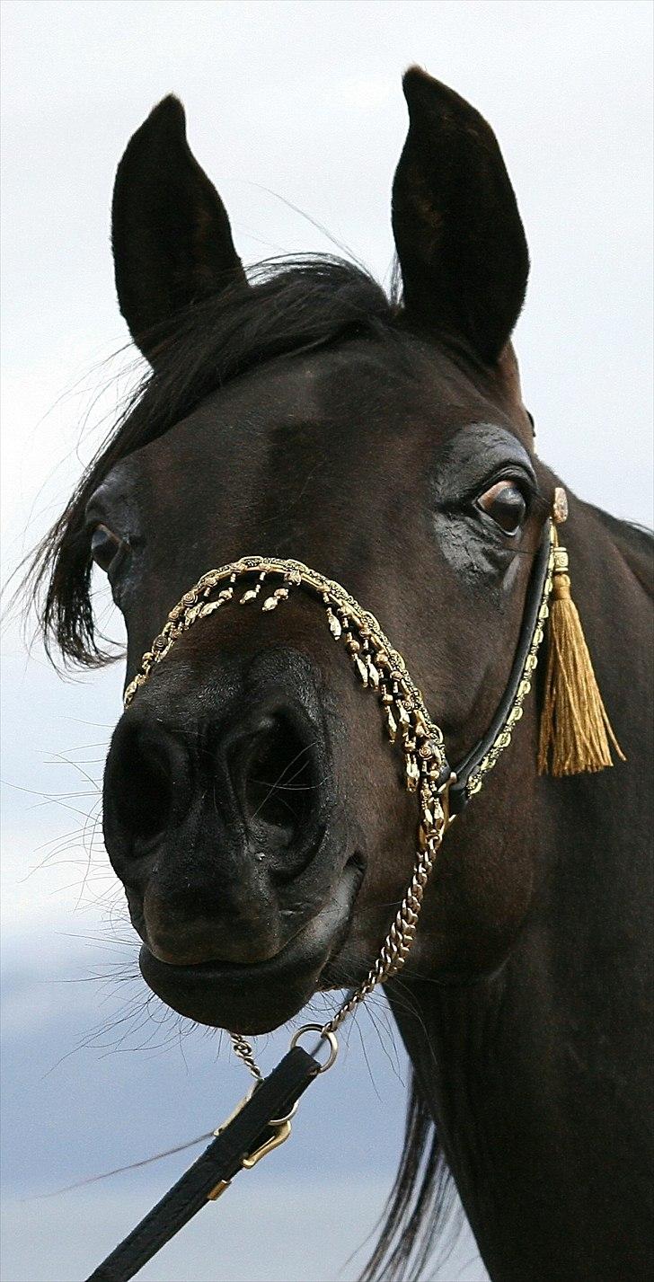 Arabisk fuldblod (OX) Carpe Diem billede 2