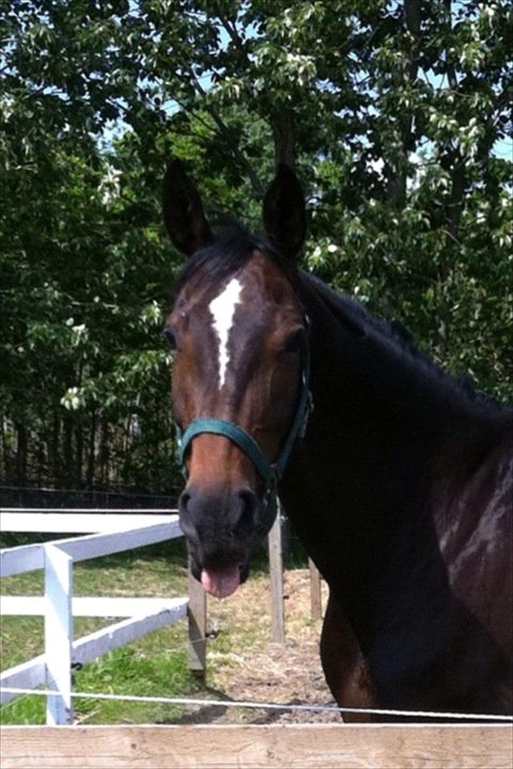 Westfaler Roma - Roma hygger på folden!  billede 10