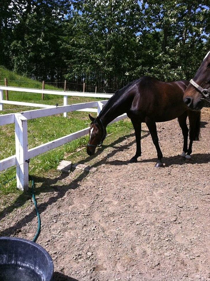 Westfaler Roma - Hygger igen!  billede 2