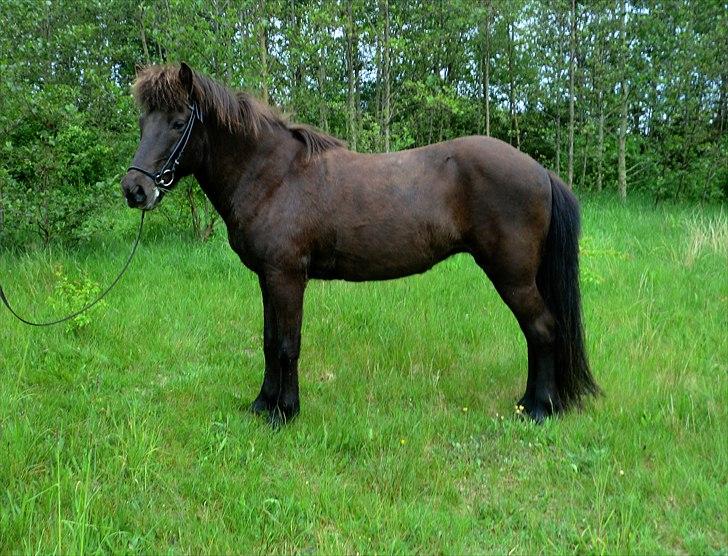 Islænder ~Orka fra Hofi l ~ DRESSURSTJERNEN!<3 - 8. Orka den dag jeg startede med at ride på hende. Jeg tog det fordi, jeg gerne ville følge lidt med i, om hun ville få bygget nogle flere muskler op :-P billede 8