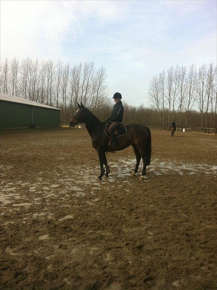 Westfaler Roma - Roma og jeg  billede 3