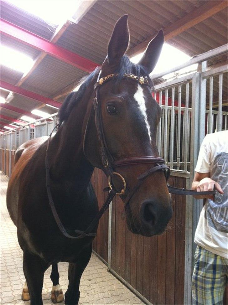 Westfaler Roma - Hygge på staldgangen!  billede 4