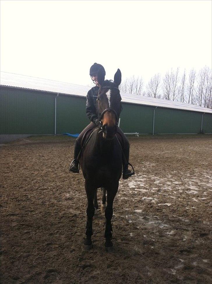 Westfaler Roma - Ridetur billede 5