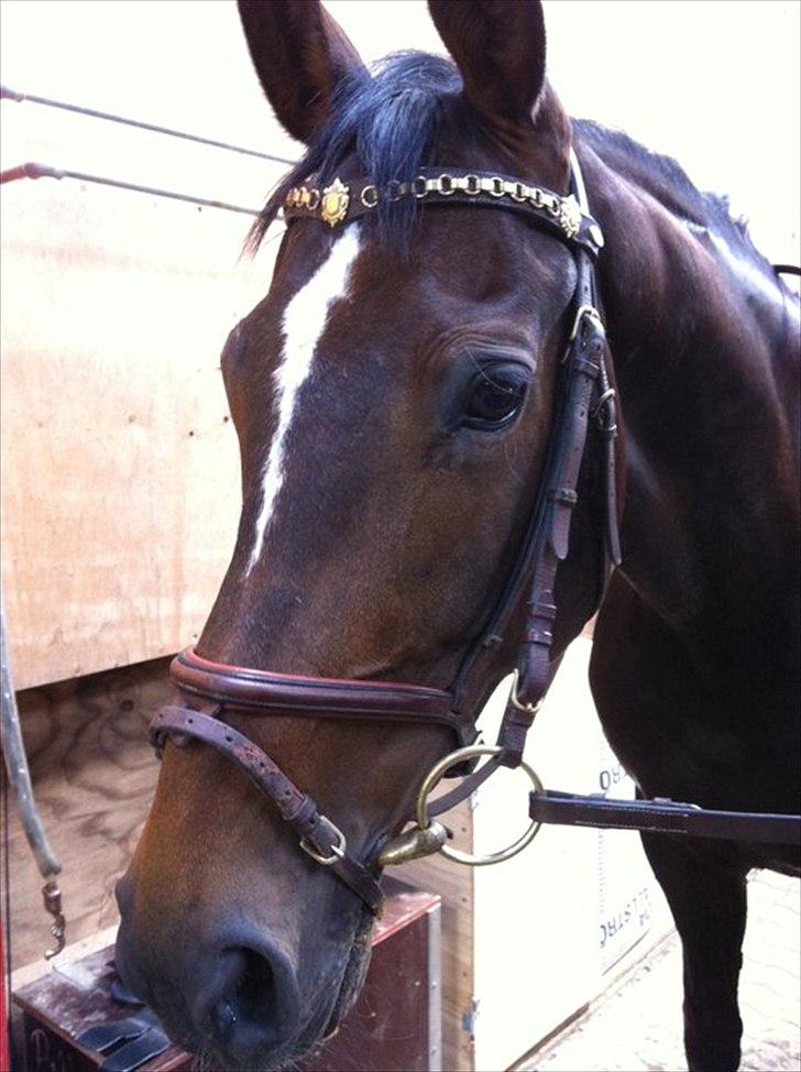 Westfaler Roma - Hygge i stalden billede 6