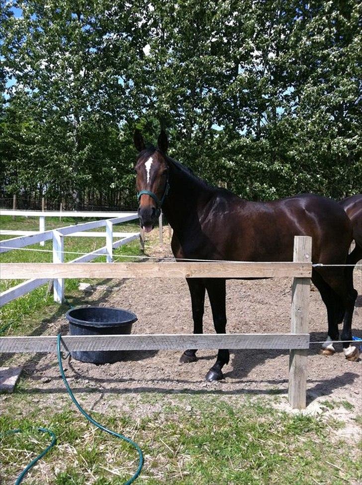 Westfaler Roma - Slapper lige lidt af på folden!  billede 7