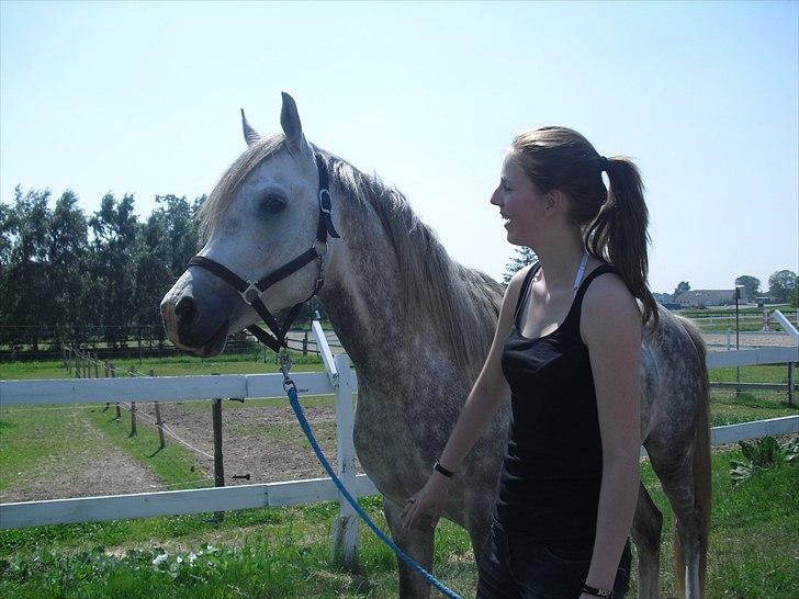 Arabisk fuldblod (OX) Dalicio OX - Da dalle ankom til HSK :3 billede 14