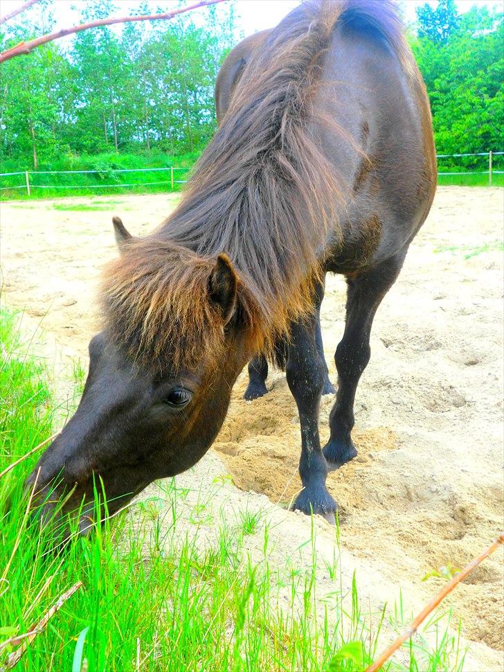 Islænder ~Orka fra Hofi l ~ DRESSURSTJERNEN!<3 - 13. Orka erstatter græsklipperen påå ridebanen. :b billede 13