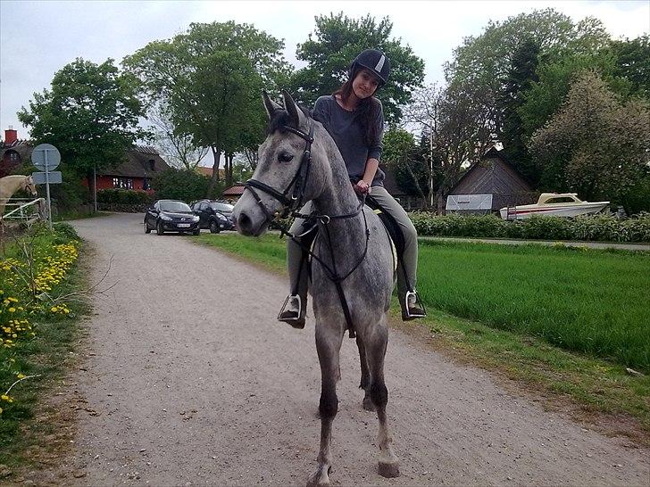 Anden særlig race Aziz Sabah SOLGT billede 3