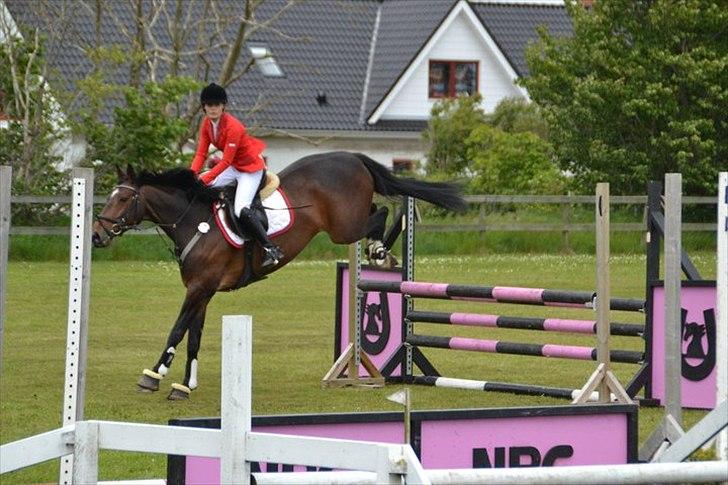 Dansk Varmblod Bøgegårdens "Quick" - FINE bagben! 
Foto: Sofie Svendsen billede 14