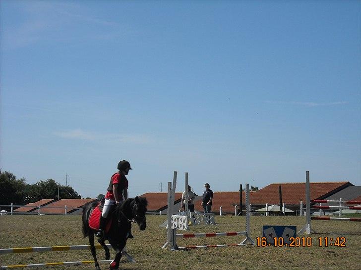 Welsh Mountain (sec A) * * * *Chanti* * * * my prinses ever <3<3<3<3<3333 - stævne augr   Første udendørs stævne billede 1