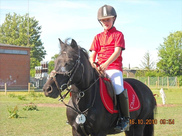 Welsh Mountain (sec A) * * * *Chanti* * * * my prinses ever <3<3<3<3<3333 billede 3