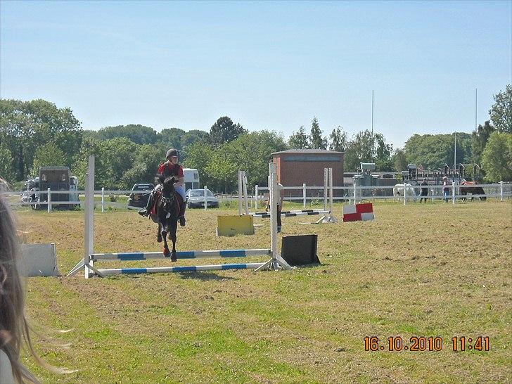 Welsh Mountain (sec A) * * * *Chanti* * * * my prinses ever <3<3<3<3<3333 - jjjiiihhhaaa billede 4