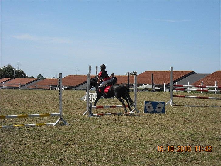 Welsh Mountain (sec A) * * * *Chanti* * * * my prinses ever <3<3<3<3<3333 - gost chanti billede 7