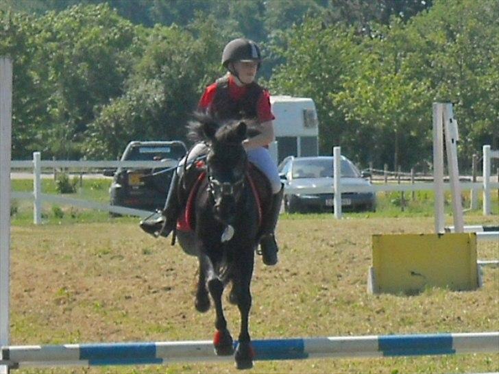 Welsh Mountain (sec A) * * * *Chanti* * * * my prinses ever <3<3<3<3<3333 billede 8