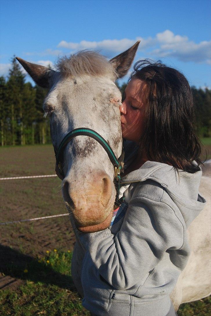 Hollandsk Sportspony Tiger - My soulmate<3 (Snoopy) - Der findes kun EN Tiger, og hun er min! (-: billede 5