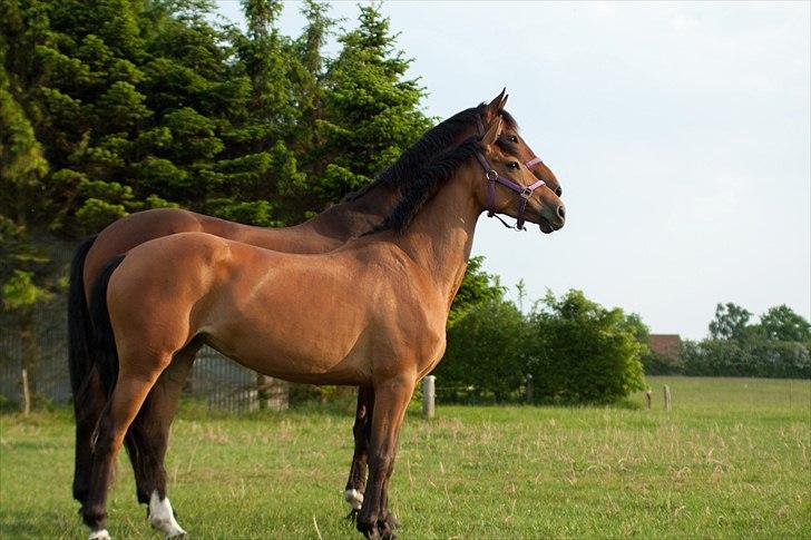 Anden særlig race Coco Chanel - Den 30 maj 2011 - Møffe og Æsel kigger på vindmøller :) billede 6