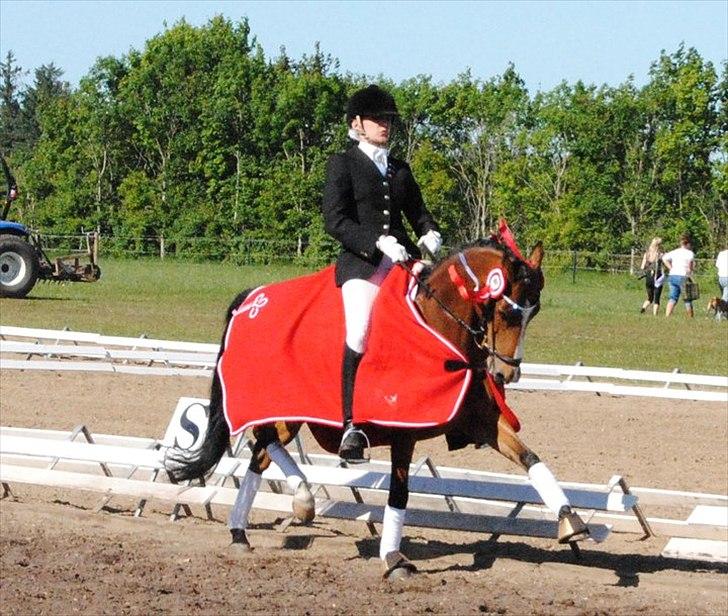 Welsh Partbred (Sec F) Coelenhage's Reza RSDH - Sydjysk Mester for Hold 2011 - For andet år i træk.. ;) billede 1