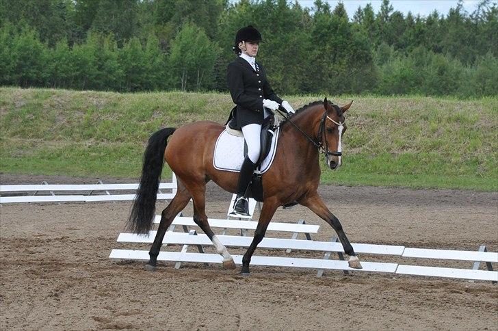 Welsh Partbred (Sec F) Coelenhage's Reza RSDH billede 4