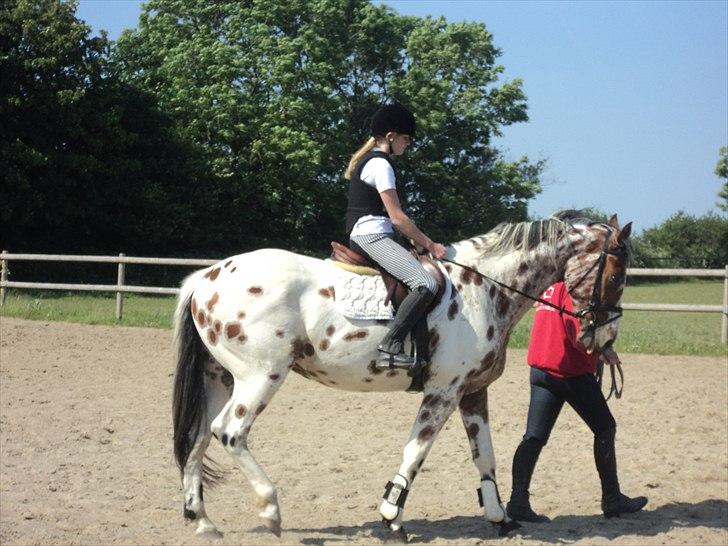 Knabstrupper Coco - Første gang med mig på ryggen billede 3