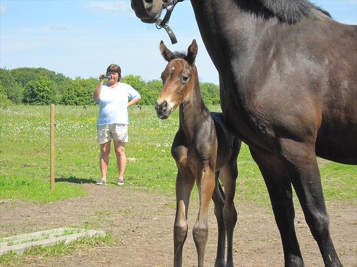 Anden særlig race Maximus Decimus Meridius billede 1