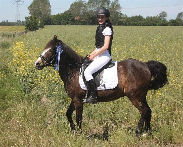 Anden særlig race Foxy billede 12