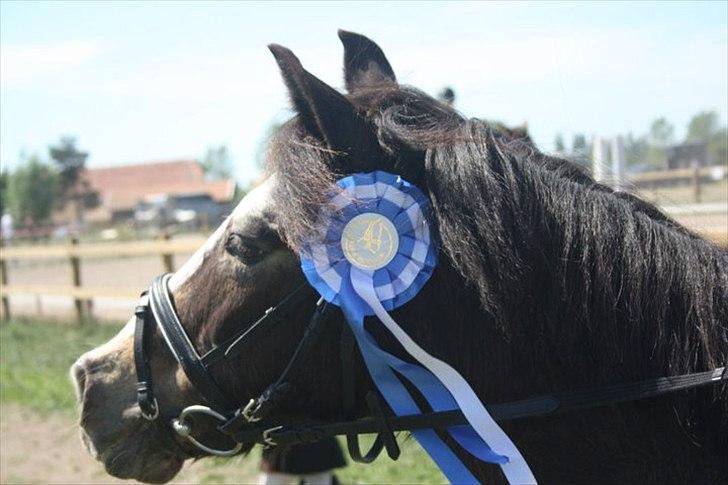 Anden særlig race Foxy billede 13