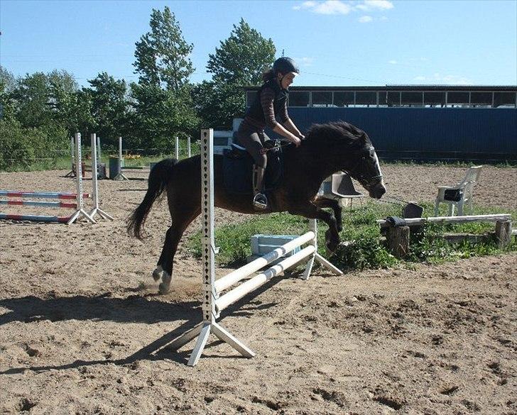 Anden særlig race Foxy billede 16