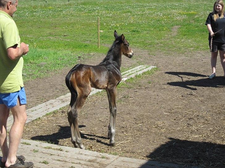 Anden særlig race Maximus Decimus Meridius billede 6