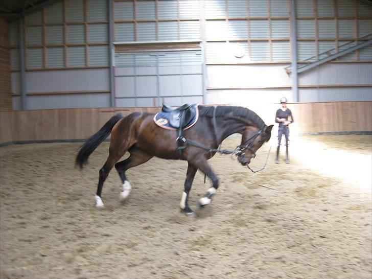 Dansk Varmblod Bridini billede 15