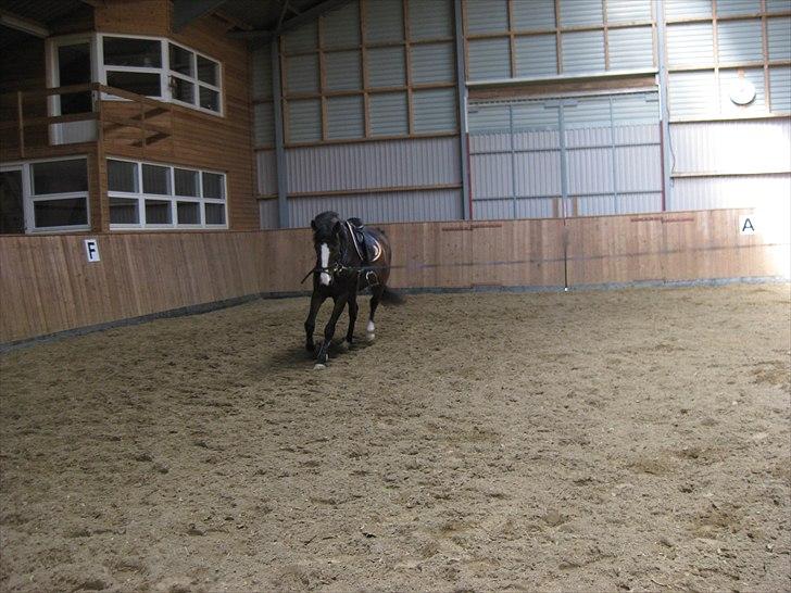 Dansk Varmblod Bridini billede 16