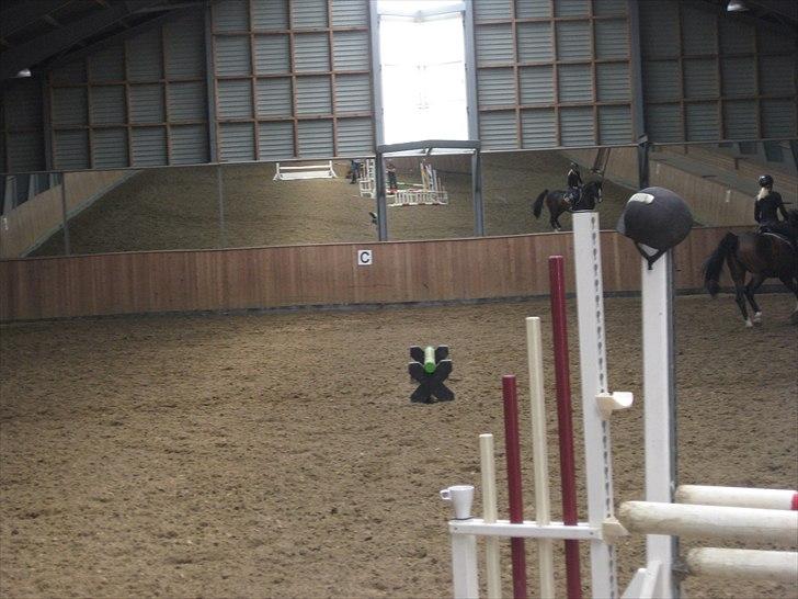 Dansk Varmblod Bridini billede 17