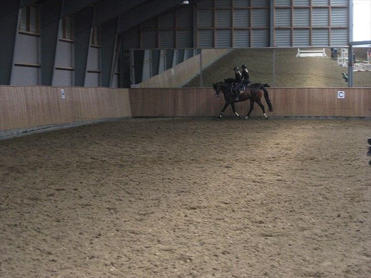 Dansk Varmblod Bridini billede 18