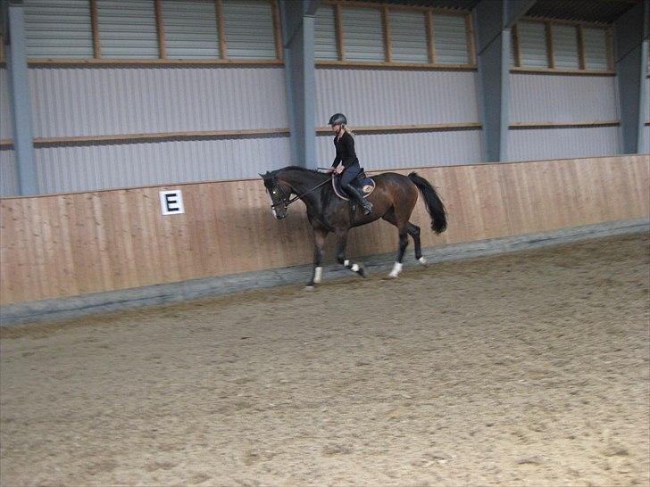 Dansk Varmblod Bridini billede 19