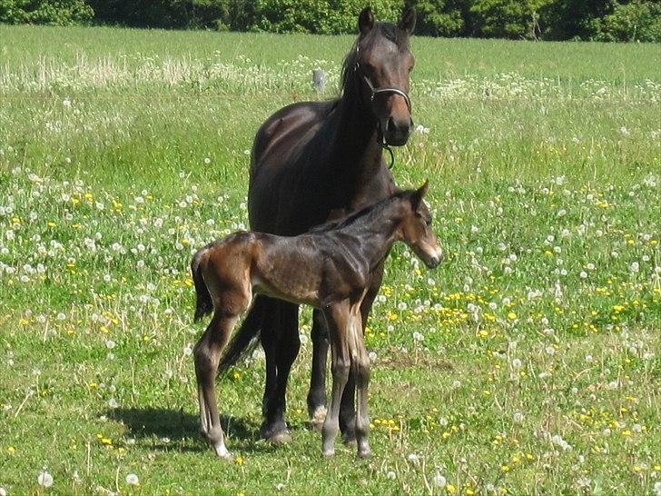 Anden særlig race Maximus Decimus Meridius billede 13