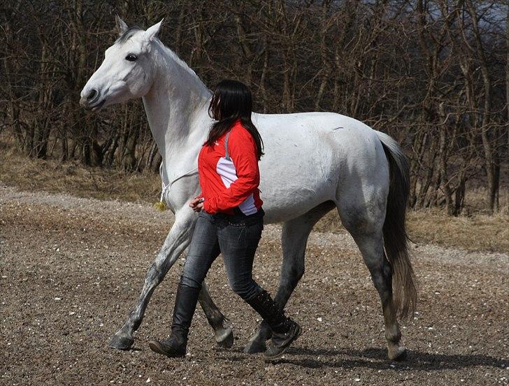 Trakehner Bint-Al-Hawa savnet!! - vi 2 (Foto JEM)  billede 8