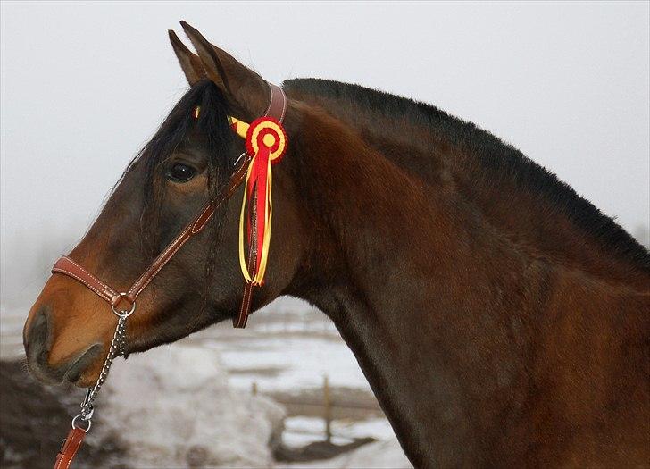 Pura Raza Española Señorita XCIX - 3 år billede 2