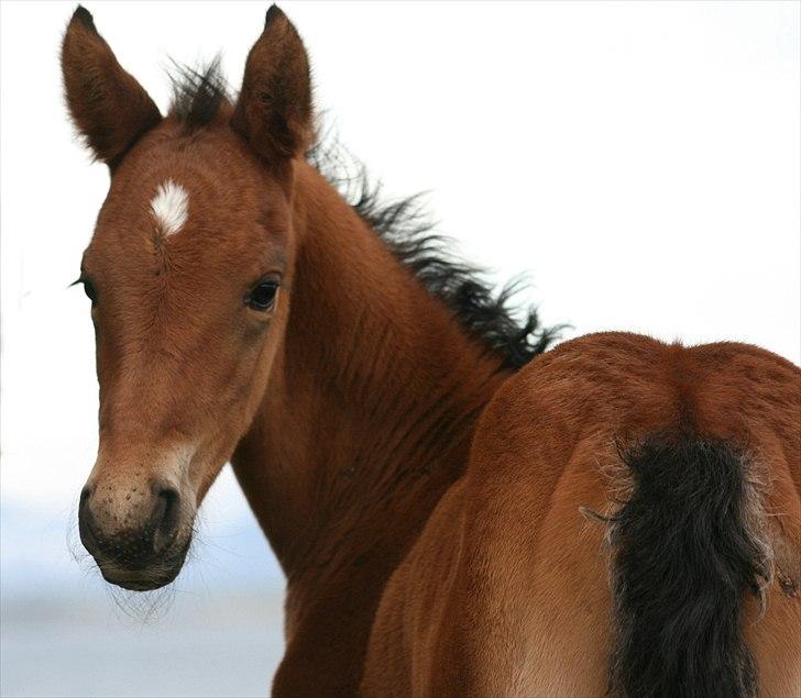 Shagya Araber (SH) Porsche billede 2
