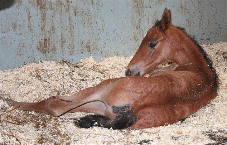 Shagya Araber (SH) Porsche billede 13