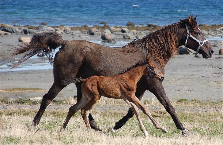 Shagya Araber (SH) Porsche billede 12