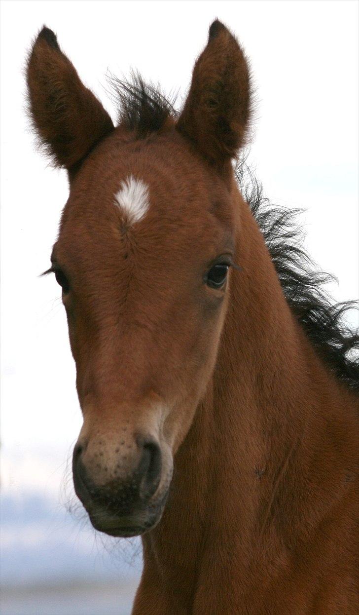 Shagya Araber (SH) Porsche billede 3