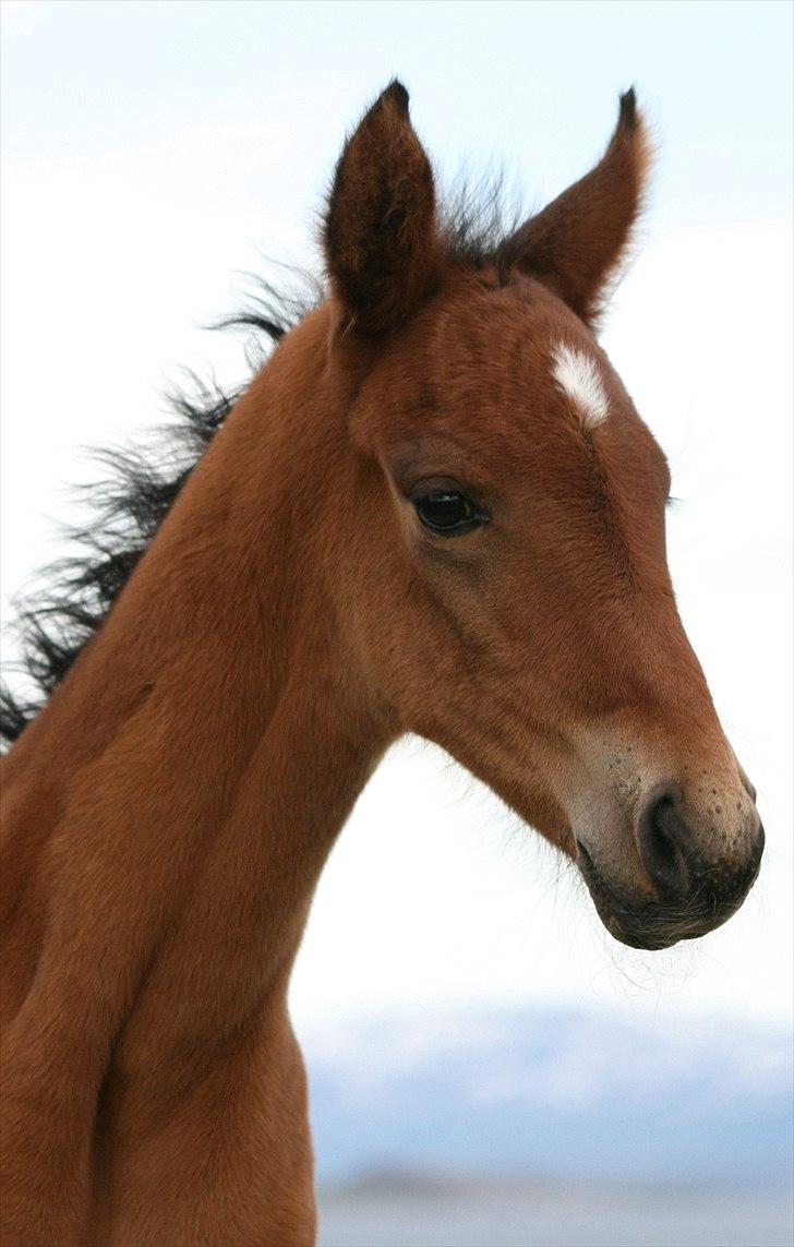 Shagya Araber (SH) Porsche billede 4