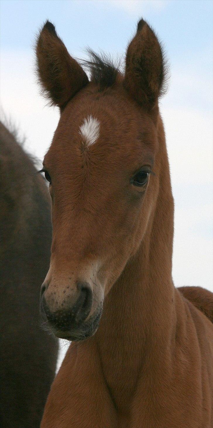 Shagya Araber (SH) Porsche billede 5
