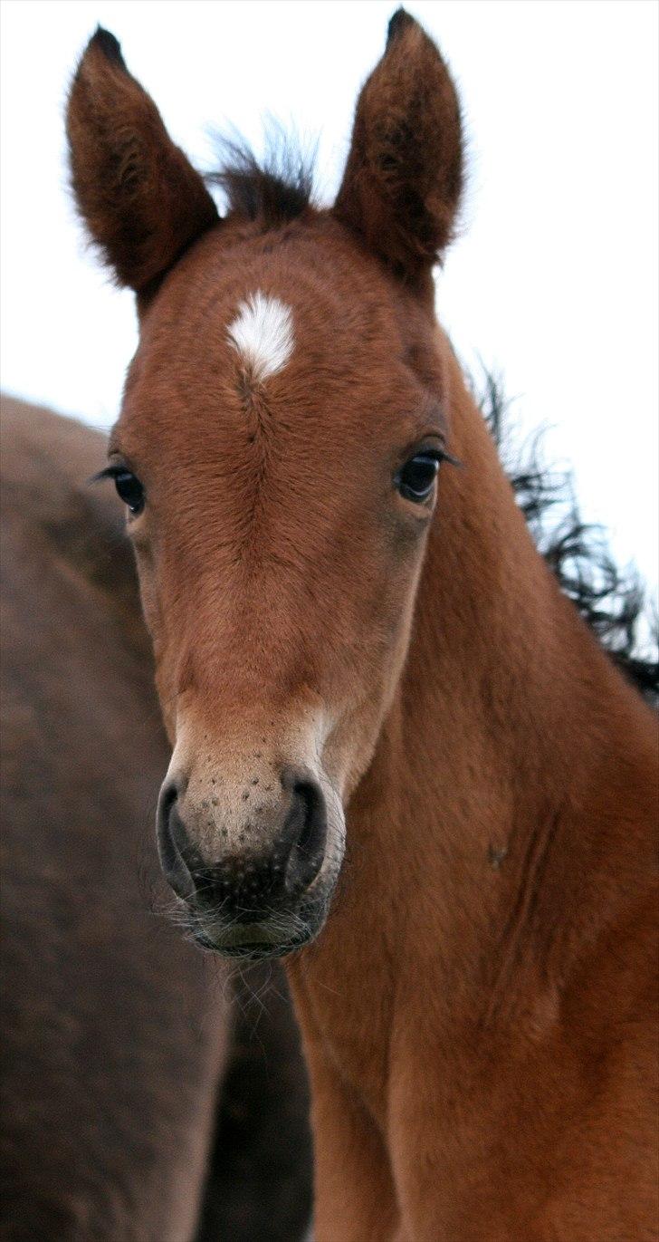 Shagya Araber (SH) Porsche billede 6