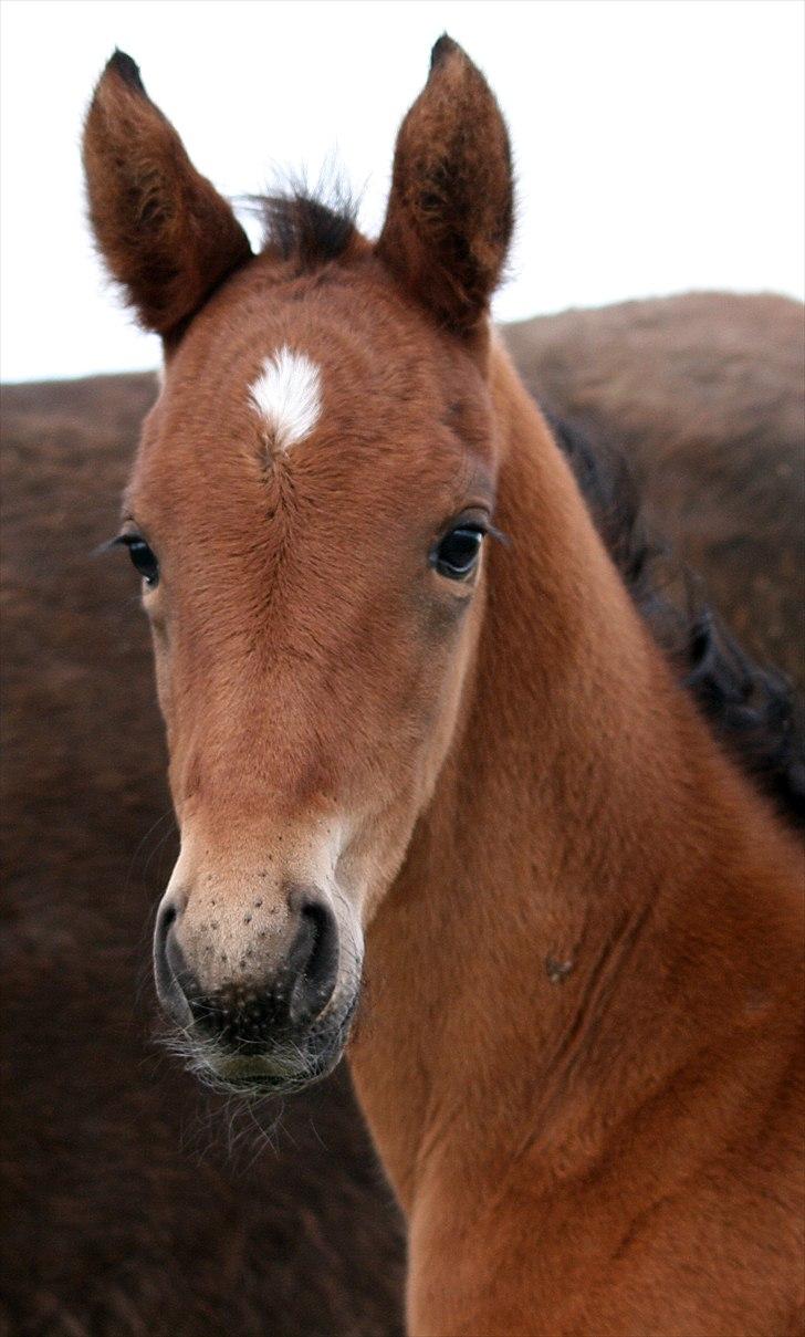 Shagya Araber (SH) Porsche billede 7