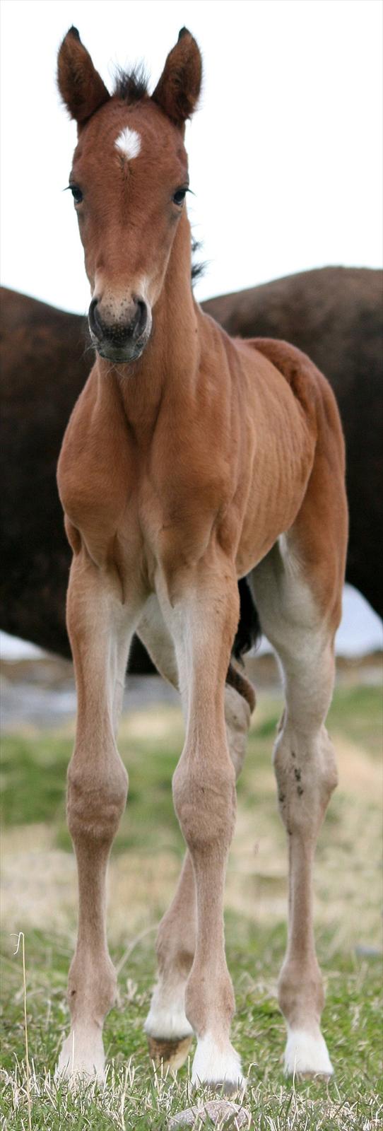 Shagya Araber (SH) Porsche billede 8