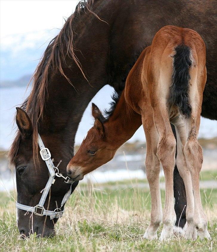 Shagya Araber (SH) Porsche billede 9