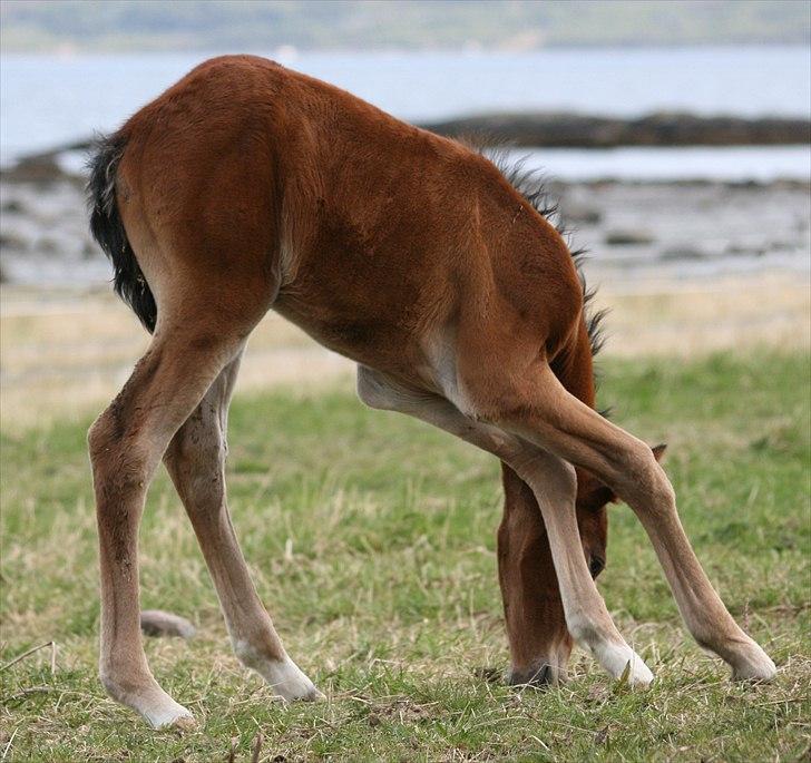 Shagya Araber (SH) Porsche billede 10